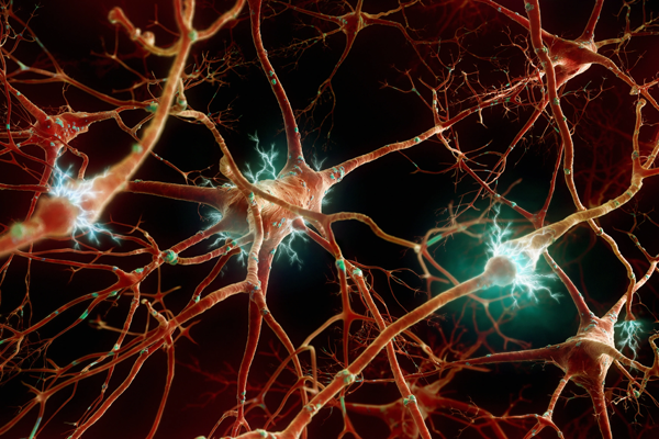 brain connections