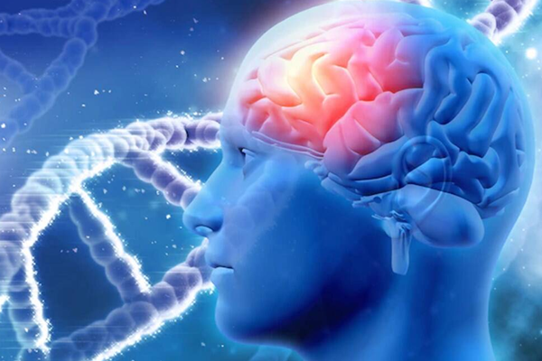 glucose brain