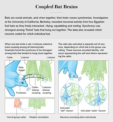 brain synchonicity
