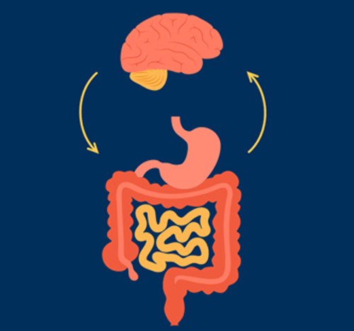 brain - gut