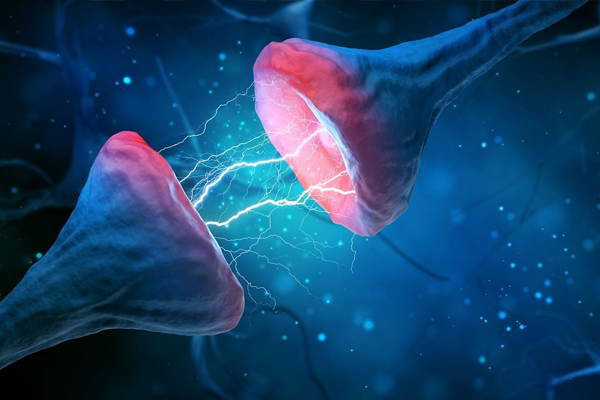 neurons