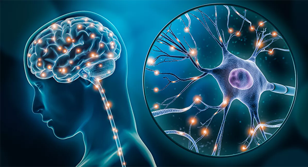 synapses