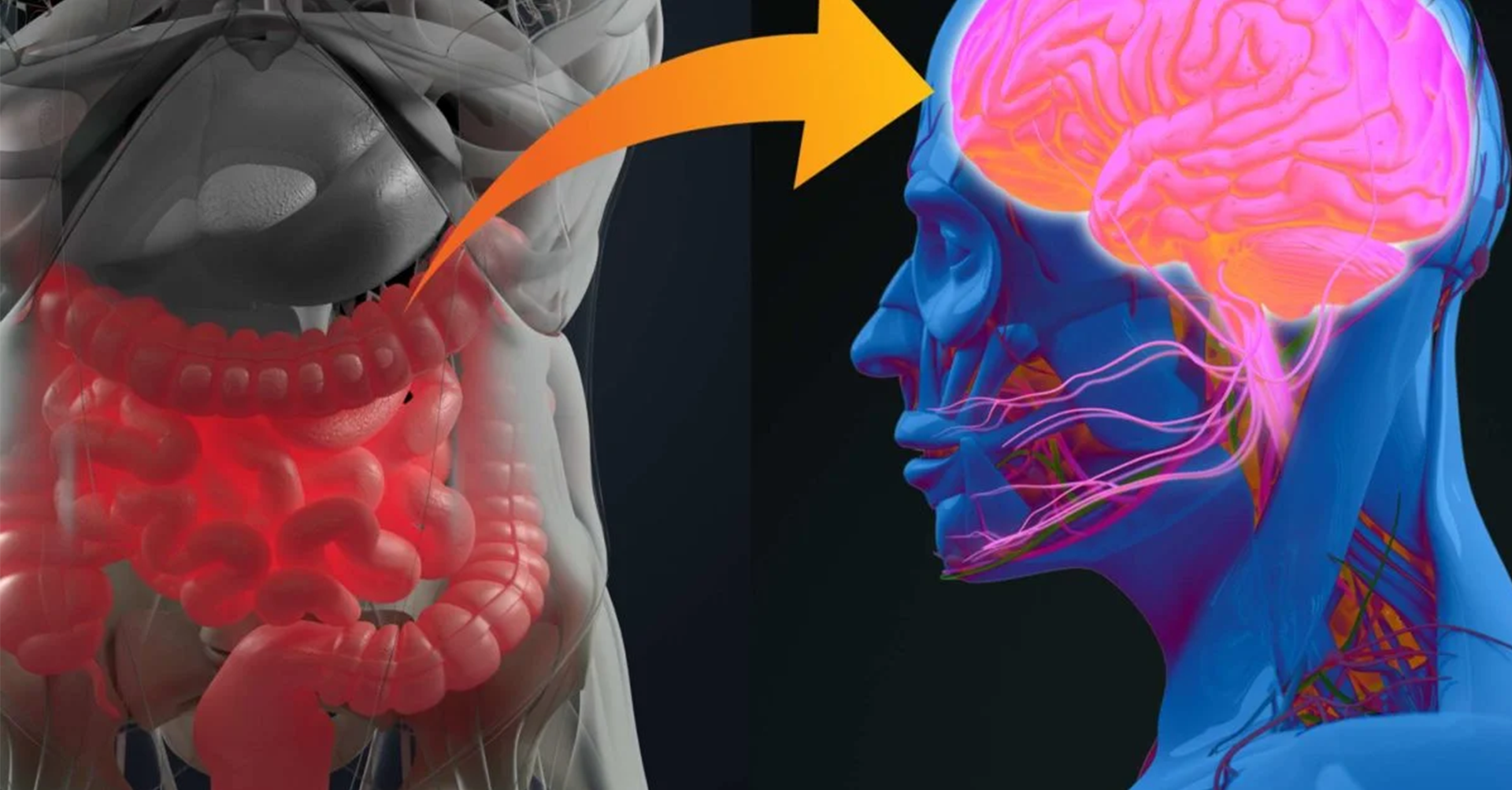 gut health