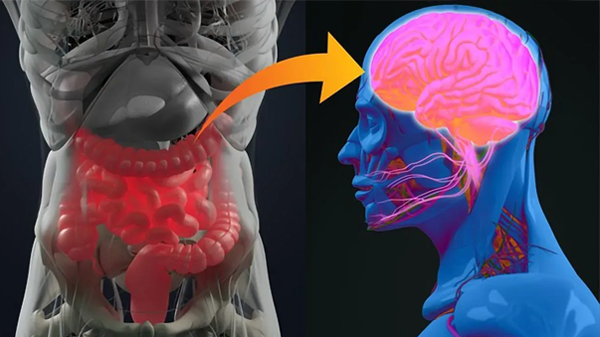 gut health