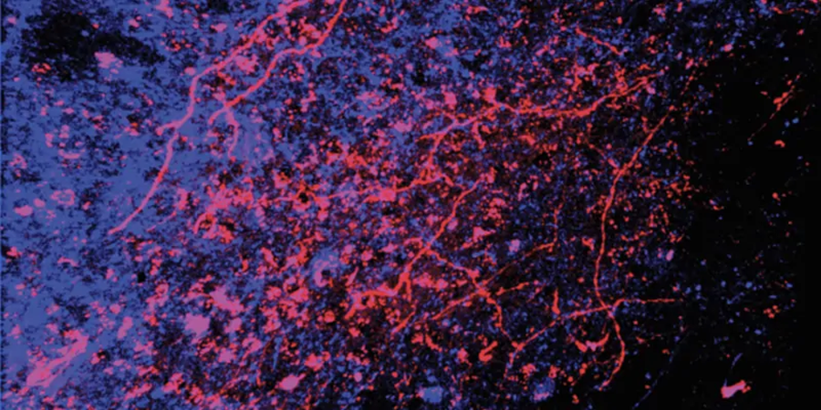 Neurons in the ventral tegmental area (blue), a reward center in the brain, are stimulated by neurons in the spinal cord (red) that get input from neurons in the skin. CREDIT: ABDUS-SABOOR LAB, ZUCKERMAN INSTITUTE