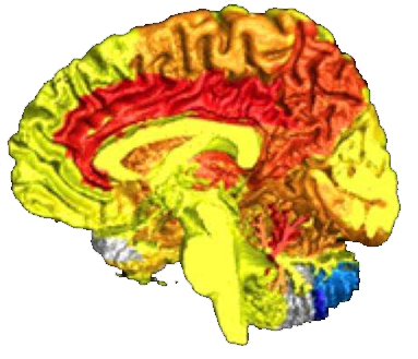 side view of brain